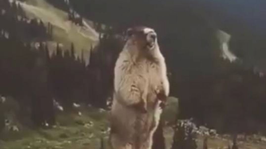 ⁣Screaming Beaver Meme Template Video Download